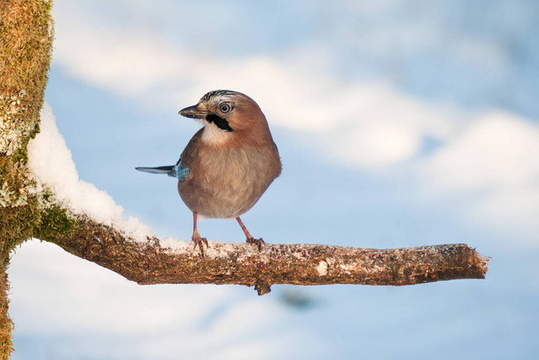 Jay in a wonderful winter forest - Photo, Image