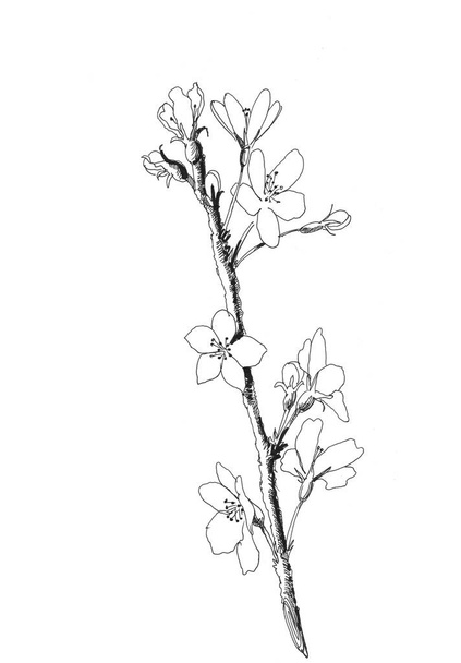 Hand drawn realistic cherry branch blossom isolated on white background. Branch sakura - blooming tree. Illustration jpg format - Photo, Image