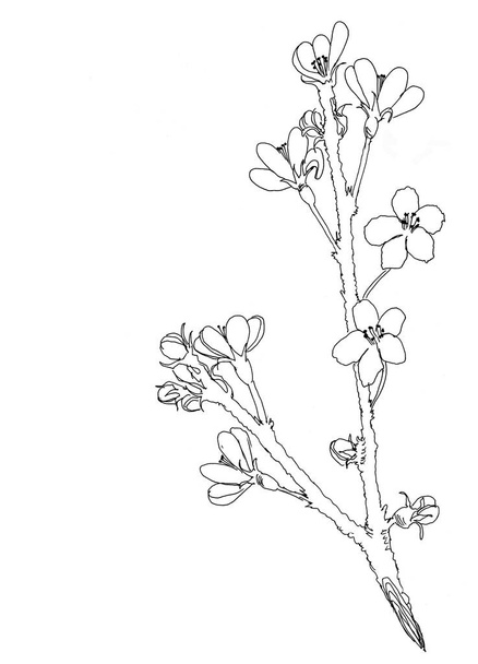 Hand drawn realistic cherry branch blossom isolated on white background. Branch sakura - blooming tree. Illustration jpg format - Фото, зображення