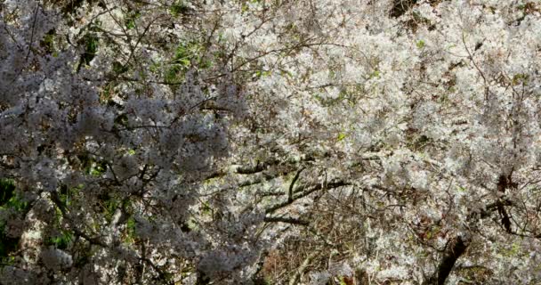 Wiosna na Tajwanie, sezon kwiatów wiśni, Wuling Farm, biała mgła, kwiaty wiśni - Materiał filmowy, wideo
