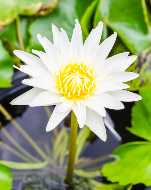 Lotus - Foto, afbeelding