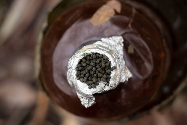 domácí plastová láhev na tabák ke kouření vyhozený v lese, odpadky v lese, drogová závislost - Fotografie, Obrázek