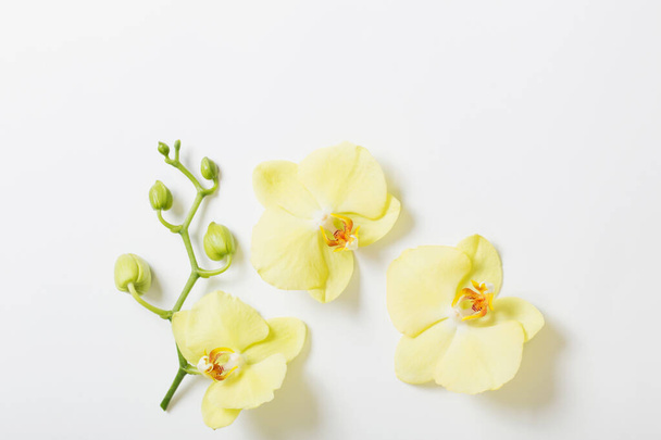 yellow orchids flowers on white background - Foto, Imagen