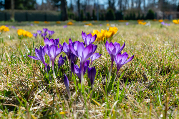 Purple and yellow blossoms of crocuses (Colchicum autumnale) on a meadow in the sunshine  - Photo, Image