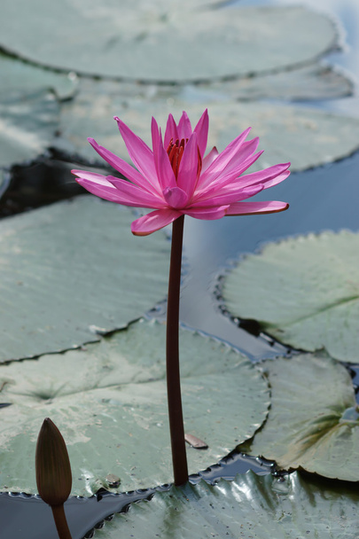 różowy kwiat lotosu - Zdjęcie, obraz