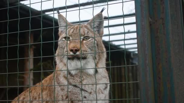 Eurasian lynx (Lynx lynx) behind cage grid looking around - Footage, Video