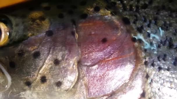 Primo piano pesce con squame di pelle lucida grigia o grigia e argento isolate su fondo blu. pesce pelle texture modello sfondo. - Filmati, video