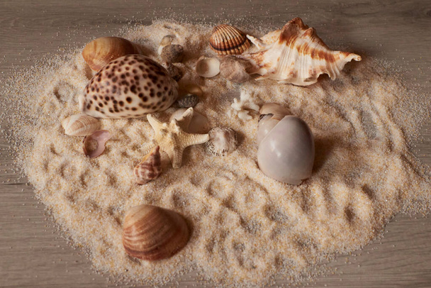 Closeup of composition of exotic seashells and starfish on sand and grey background - Photo, image
