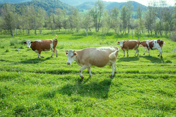 fat herd of cows in a mountainous area is on green grass. cattle from dairy region - 写真・画像