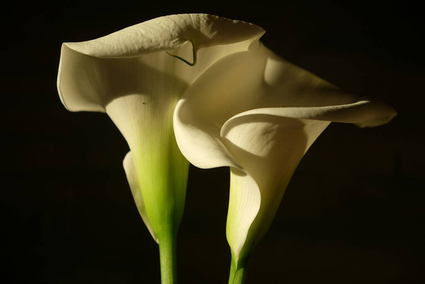 Single white Arum lily against dark background. Closeup of a Zantedeschia aethiopica or Lily of the Nile. - Fotografie, Obrázek