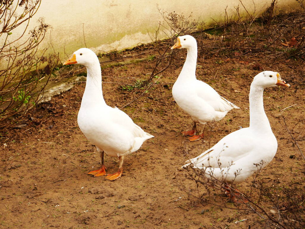 Photo de trois oies blanches élevées à la ferme - Photo, image