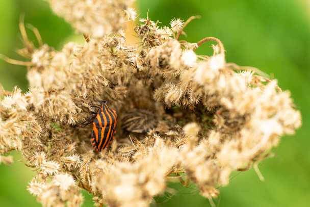 the Italian bug, bug-tiger, bug-whale, bedbug-striped, bar stink bug, graphosoma lineatum on the flower of wild dill - Photo, Image