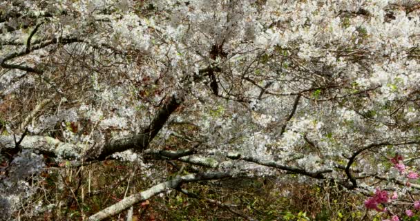 Primavera em Taiwan, a estação de flores de cereja, Wuling Farm, nevoeiro branco, flores de cereja - Filmagem, Vídeo