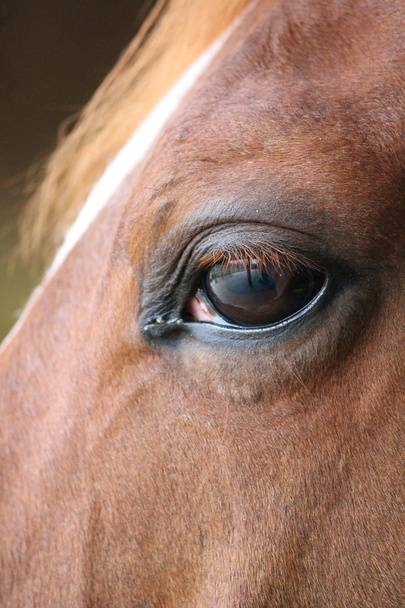 koňské oko s odrazem mě a dvora na očích - Fotografie, Obrázek