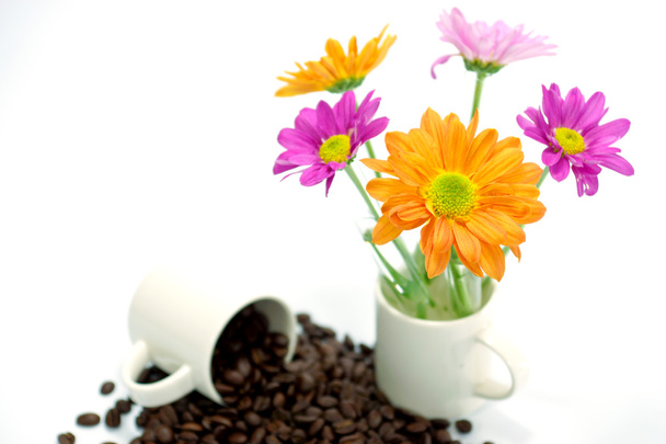 Хризантема и жареные кофейные зерна изолированы на белой бэкгро
 - Фото, изображение