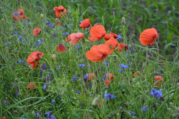 amapola roja en la hierba verde. flores de primavera de temporada para el Día de la Victoria. flor de amapola con una gran caja roja - Foto, imagen