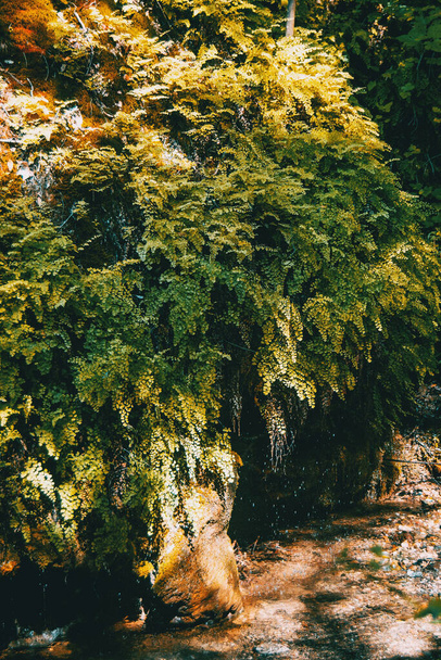 luonnon lähteestä peräisin oleva vesi keskellä metsää - Valokuva, kuva