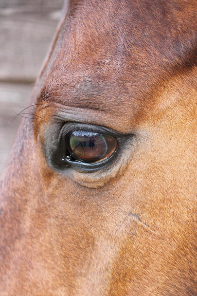 Close up of a horses head eye with reflection of me and the yard on eye - Photo, Image
