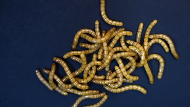 Szczegóły robaki poruszające się na czarnym tle, typu molitor Tenebrio - Materiał filmowy, wideo
