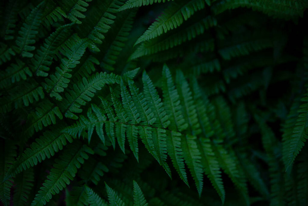Fern leaves background. Green leaves of a bush. Free space. Green wild vegetation in nature for nature theme background design. Deciduous plant in nature. Green color background. - Fotografie, Obrázek