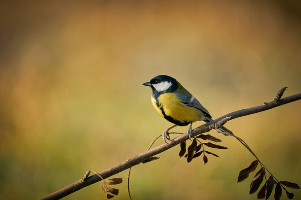 Great Tit, Parus major, black and yellow songbird sitting on the nice lichen tree branch, Czech. Bird in natur. Songbird in the nature habitat. Cute blue and yellow songbird in winter scene,                                - Foto, immagini