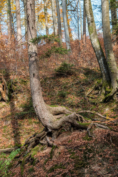 Wysokie drzewo rosnące na ogromnej skale - Zdjęcie, obraz