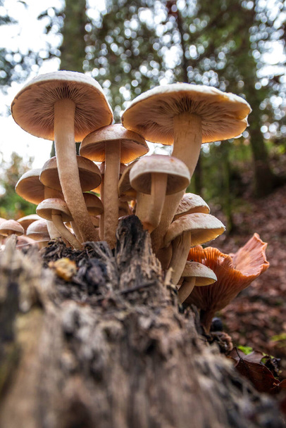 Um monte de cogumelos num velho tronco de árvore morta - Foto, Imagem
