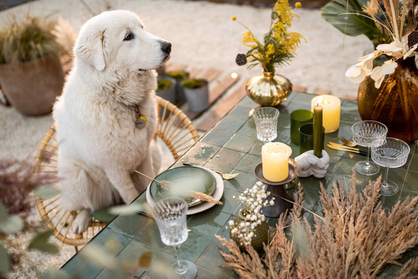 Λευκός σκύλος κάθεται στο γιορτινά διακοσμημένο τραπέζι - Φωτογραφία, εικόνα