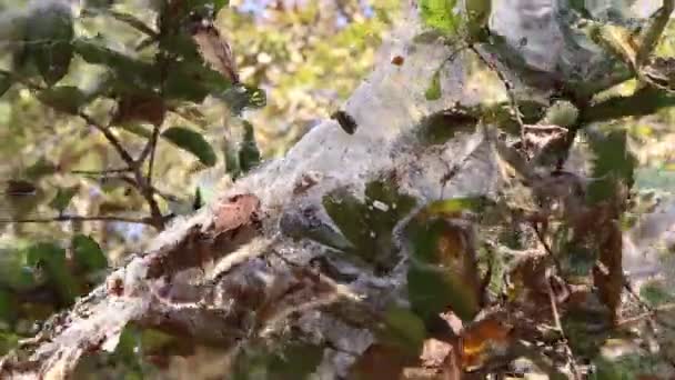 Pavučina na stromech  - Záběry, video