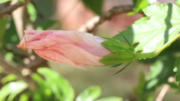 Το λουλούδι Hibiscus rosa-sinensis ανθίζει στον κήπο - Πλάνα, βίντεο