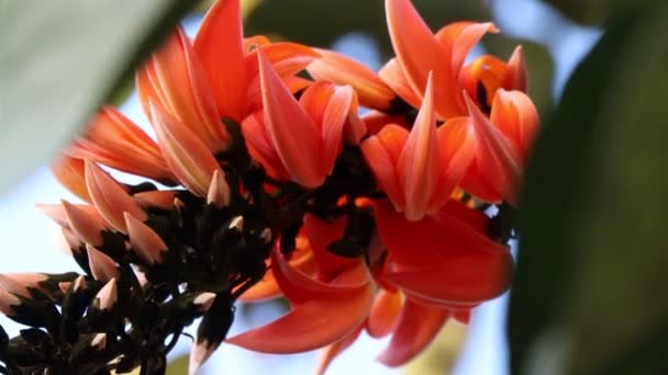 Butea monosperma bloem bloeien - Video