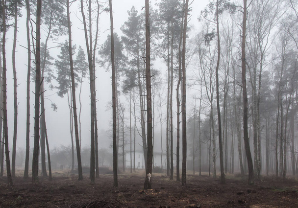 fog in the forest creating a gloomy image as a background - Фото, изображение