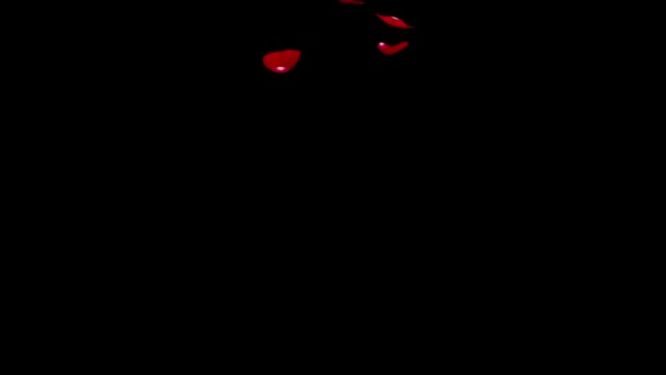 Red rose petals fall to the floor. Black isolated background - Footage, Video