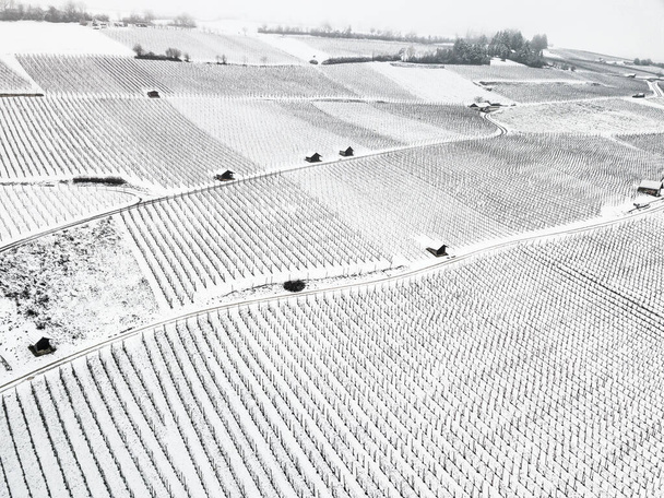 Vineyards under the snow with tool houses in winter season - Foto, Imagem