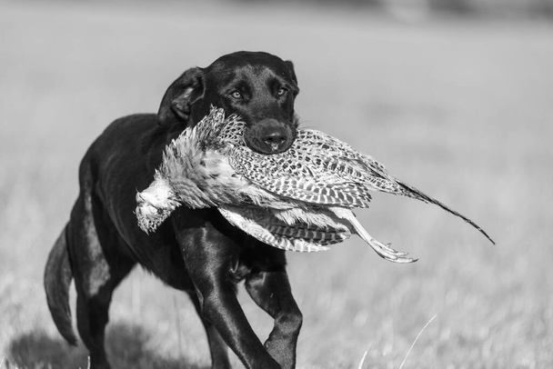 Ritratto di un labrador nero che recupera un fagiano di gallina - Foto, immagini