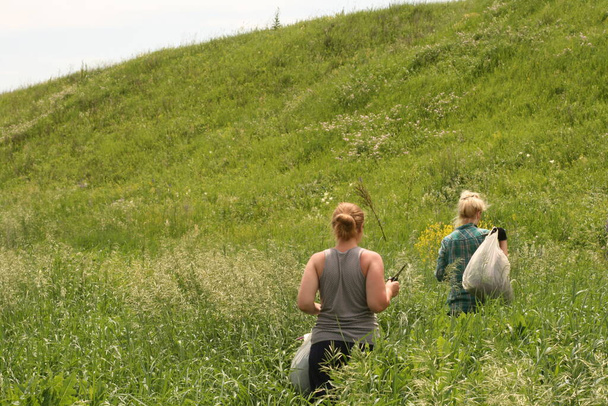 Ukrajinské ženy na louce sbírají léčivé byliny v hadrových sáčcích během léta, sbírají trávu na venkově. Alternativní rostlinný lék. Sbírka léčivých bylin.  - Fotografie, Obrázek