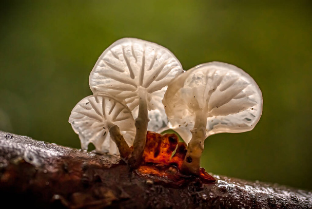 Side view of the  porcelain fungus (Mucidula mucida) mushroom, with green bokeh, attached to a log. - Photo, Image