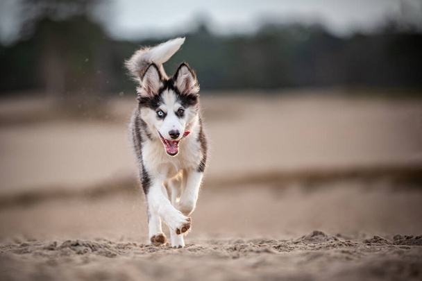 Handsom Yakutian Laika pies szczeniak, dziwne oczy i czarny zamaskowany. Spacerując po piasku, twarzą do przodu. - Zdjęcie, obraz