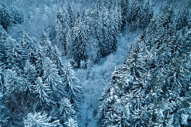 Thick snowy forest captured from birds eye view with a drone during winter. - 写真・画像