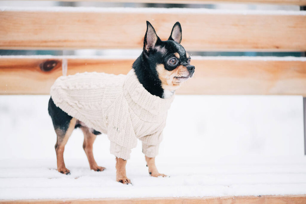 Köpek. Chihuahua yürüyüşe çıktı. Bej kazak giyen küçük bir chihuahua köpeğinin portresi. - Fotoğraf, Görsel