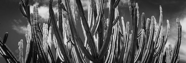 Magas zöld kandelábra kaktusz i n Auckland botanikus kert monokróm. - Fotó, kép