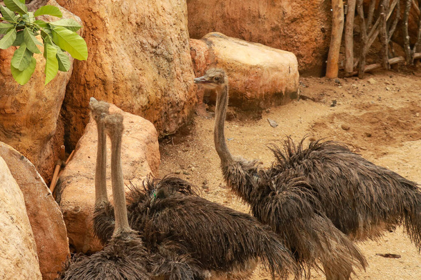 Пара страусов Struthio camelus едят листья в зоопарке, Бали, Индонезия. - Фото, изображение