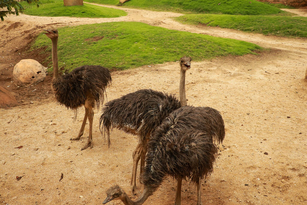 Emu no Outback australiano, Flinders Ranges National Park, Austrália do Sul, Austrália. - Foto, Imagem