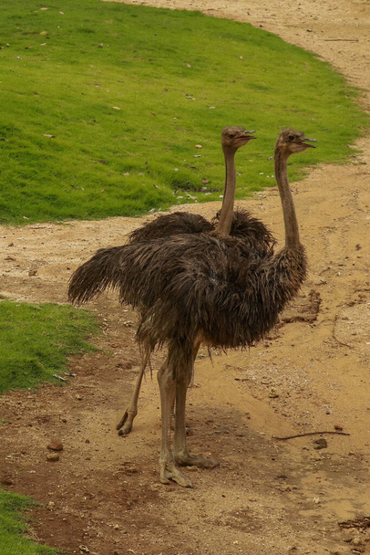 θηλυκή κοινή στρουθοκάμηλος, Struthio camelus, ψάχνει για φαγητό και περιπολεί στην περιοχή. - Φωτογραφία, εικόνα