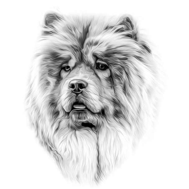 sketch of dog head on white background - Photo, Image