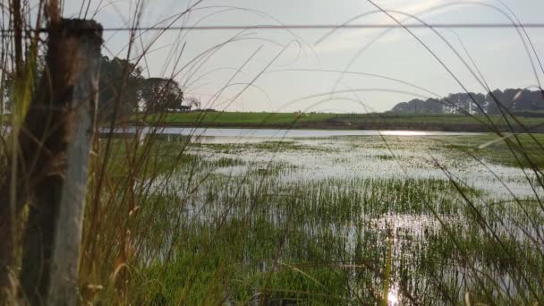 Növényzettel borított kis édesvízi tó - Felvétel, videó
