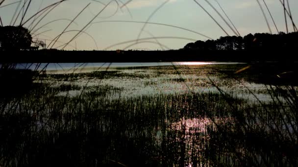 Малое пресноводное озеро, покрытое растительностью - Кадры, видео