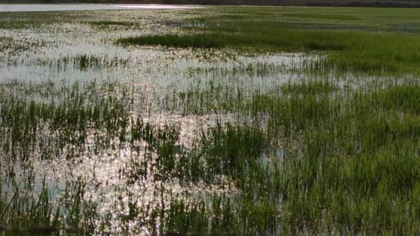 Pequeño lago de agua dulce cubierto de vegetación - Metraje, vídeo