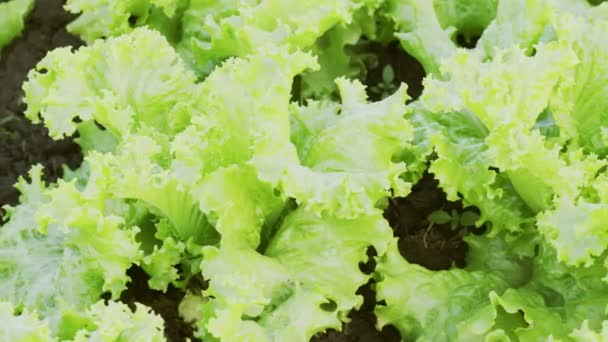 Közelkép Friss zöld saláta a kertben - Felvétel, videó