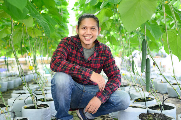 Азиатский молодой человек фермер, сидящий на органической огуречной ферме - Фото, изображение